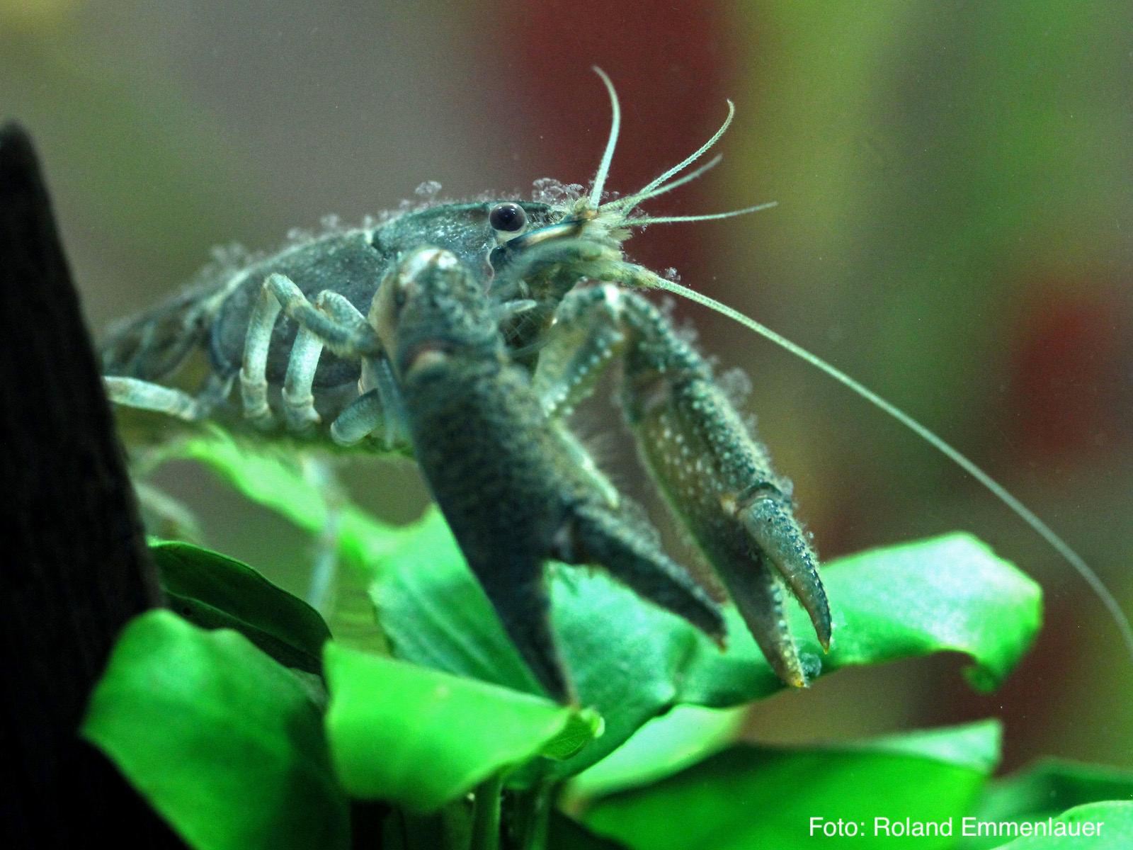 Zoothamnium auf Procambarus vasquezae