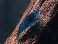 Neocaridina davidi - Blue Dream