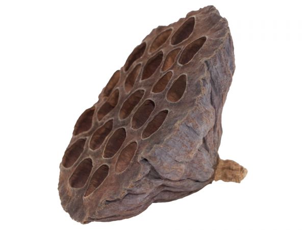 Lotusblüte