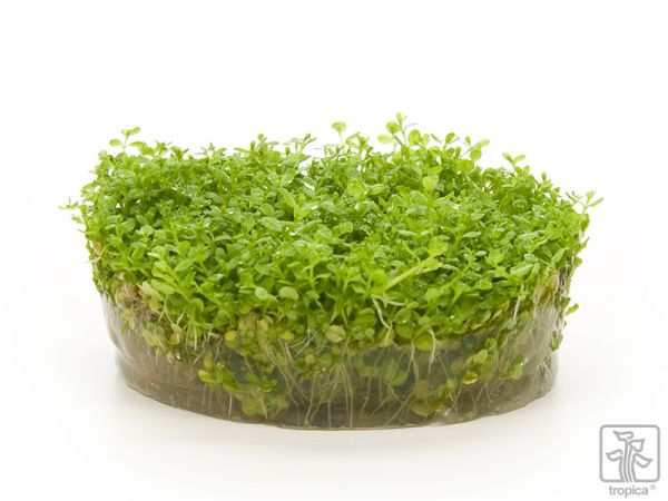 Hemianthus callitrichoides Cuba 1-2-Grow! B-Ware
