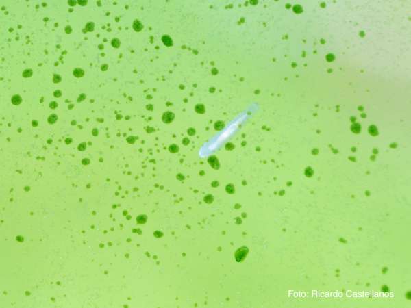 Begleitfauna bestimmen
