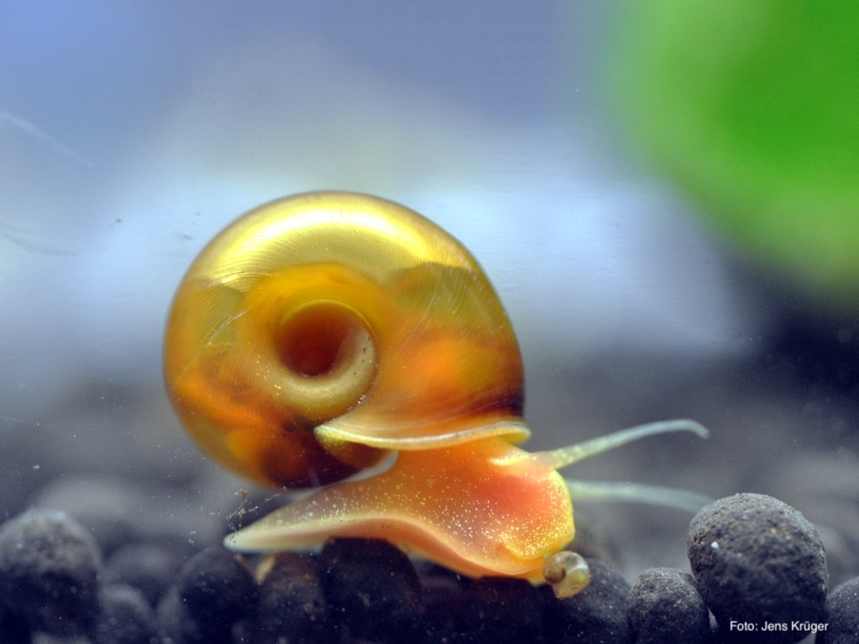 Planorbella duryi gold