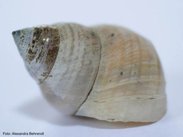 Zauberschnecke, Elfenbeinschnecke ... weiße Schnecken, geschliffene Häuser
